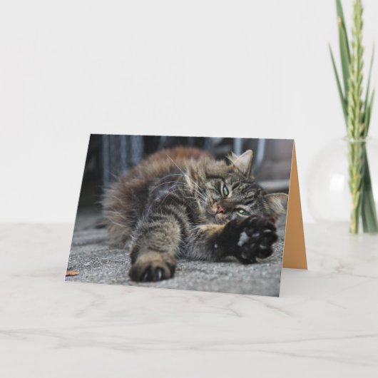 Maine Coon Kitty Cat Cute Carte personnalisable (Devant)