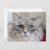 Maine Coon Kitty Cat Cute Fun Briefkaart (Voorkant / Achterkant)