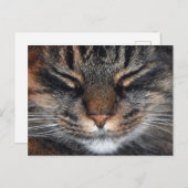 Maine Coon Kitty Cat Cute Fun Briefkaart (Voorkant / Achterkant)