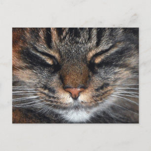Maine Coon Kitty Cat Cute Fun Briefkaart