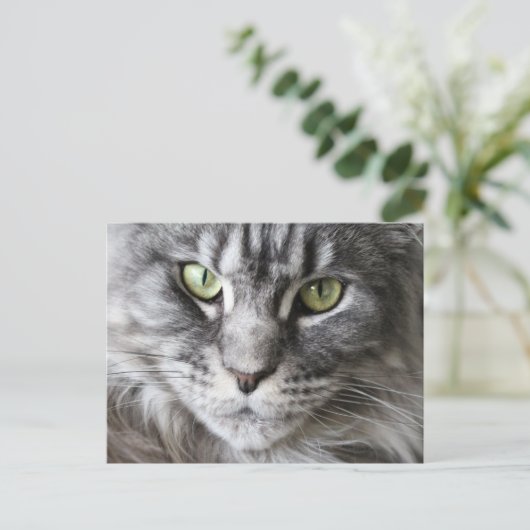Maine Coon Kitty Cat Cute Fun Briefkaart (Staand voorkant)