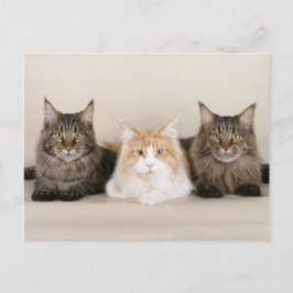 Maine Coon Kitty Cat Cute Fun Briefkaart