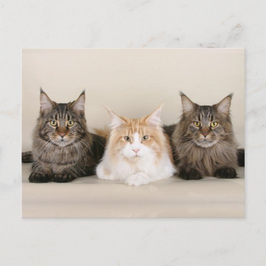 Maine Coon Kitty Cat Cute Fun Briefkaart (Voorkant)