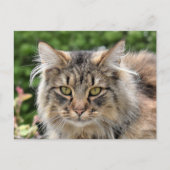 Maine Coon Kitty Cat Cute Fun Briefkaart (Voorkant)
