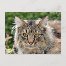 Maine Coon Kitty Cat Cute Fun Briefkaart