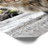 Maine Coon Kitty Cat  Poster (Hoek)