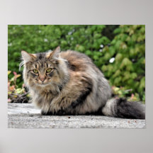 Maine Coon Kitty Cat Poster
