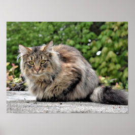 Maine Coon Kitty Cat Poster