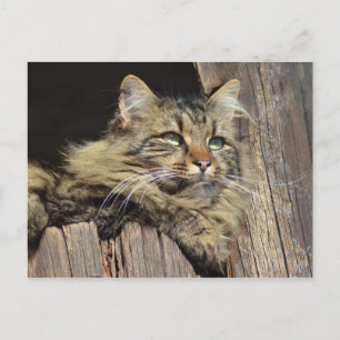Maine Coon Kitty Cat Schattige plezier Briefkaart