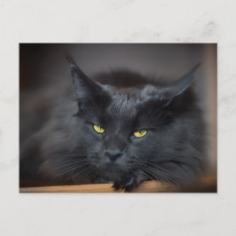 Maine Coon Kitty Cute Fun Briefkaart