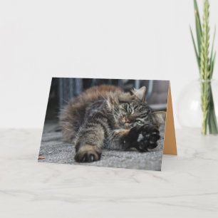 Maine Coon Kitty Kat Cute Aanpasbare Kaart