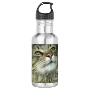 Maine Coon kitty Waterfles