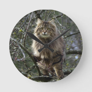 Maine Coon Long-hair Tabby Cat Animal Pet Clock Ronde Klok