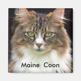 Maine Coon Magneet
