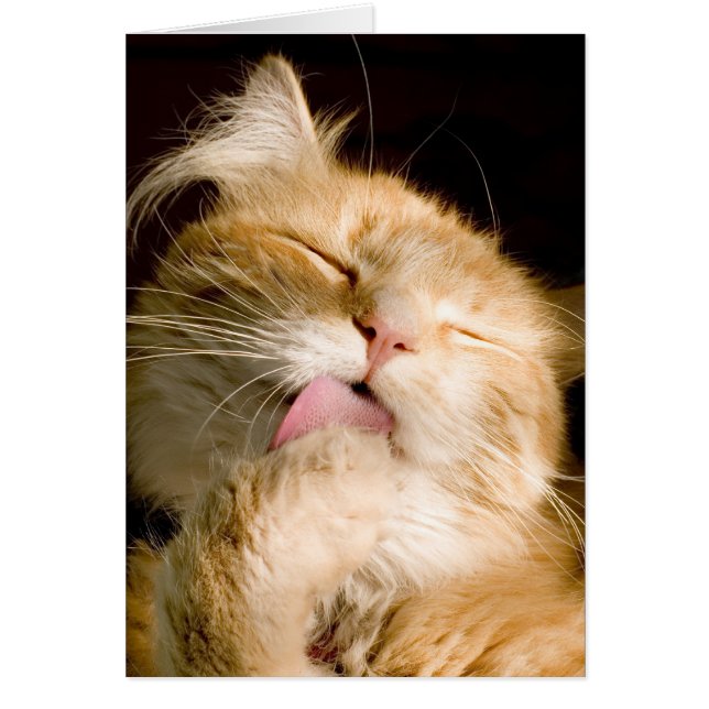 Maine Coon maken Foto sluiten (Voorkant)