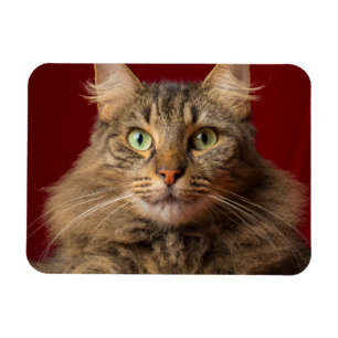 Maine Coon met kerstcollectie Magneet