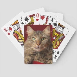 Maine Coon met kerstcollectie Speelkaarten