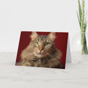 Maine Coon met Kerstmis met verzamelaar Feestdagen Kaart