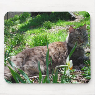 Maine Coon-Muismat Muismat