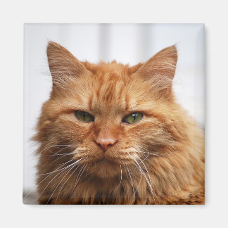 Maine Coon, Noorse boskat magneet