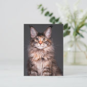 Maine Coon Portret Feestdagenkaart (Staand voorkant)