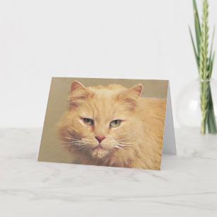 Maine Coon Snel Beter Kaart