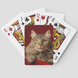 Maine Coon voor Kerstmis met verzamelaar Pokerkaarten