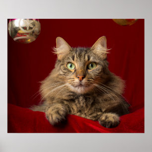 Maine Coon voor Kerstmis met verzamelaar Poster