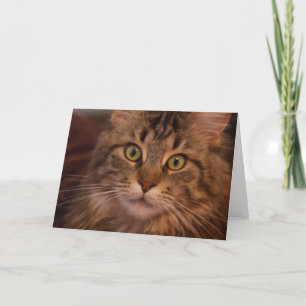 Maine Coon wenskaart Kaart