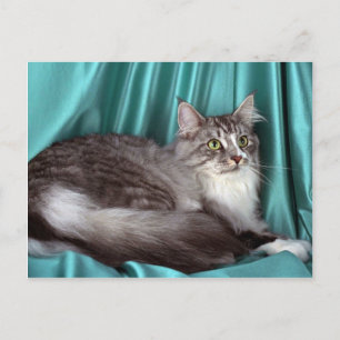 Maine Coon, zilvertabby Briefkaart