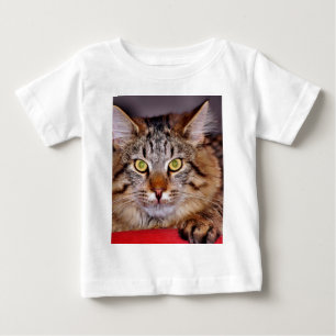 Maine-Coone Cat