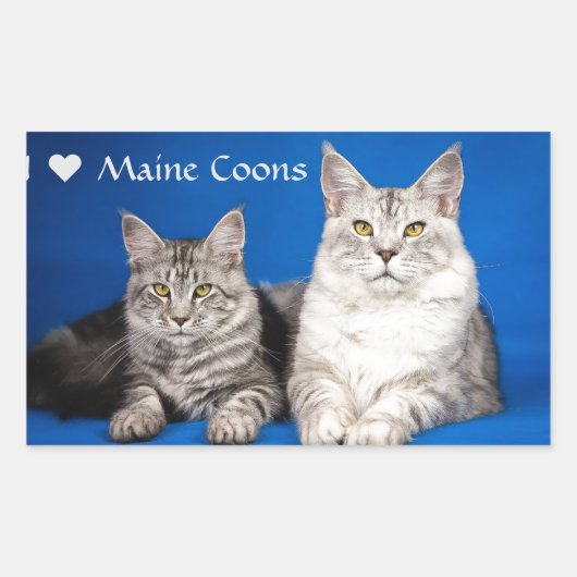 Maine Coons Katten Rechthoekige Sticker (Voorkant)