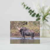 Maine Cow Moose Briefkaart (Staand voorkant)