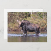 Maine Cow Moose Briefkaart (Voorkant / Achterkant)