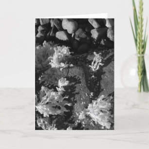 Maine getijdepool kaart