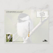 Maine State Bird - Black-capped Chickadee Briefkaart (Achterkant)