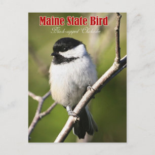 Maine State Bird - Black-capped Chickadee Briefkaart