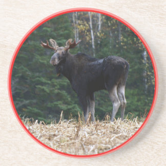 Maine Yearling Bull Moose Zandsteen Onderzetter