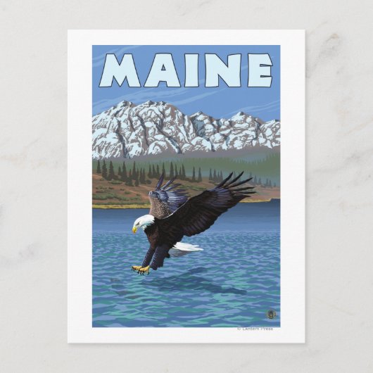 MaineEagle Vist Briefkaart (Voorkant)