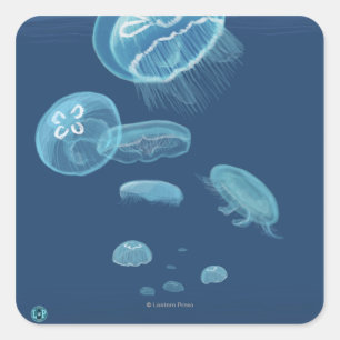MaineJellyfish Scene Vierkante Sticker