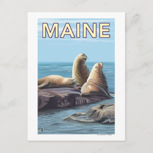 MaineSea Lions Scene Briefkaart