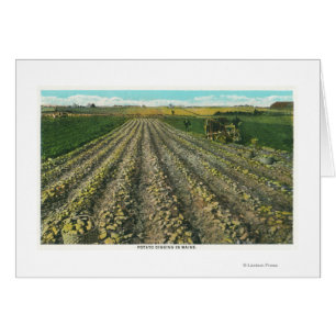 MaineView of a Potato Boerderij in Maine