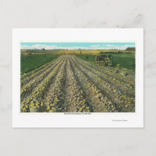 MaineView of a Potato Boerderij in Maine Briefkaart