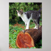 Maintenant Vous Avez Mon Attention - Poster Kitty (Devant)