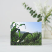 maïs briefkaart (Staand voorkant)