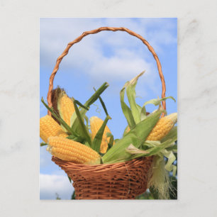 Maïs sur la carte postale de la cuisinière