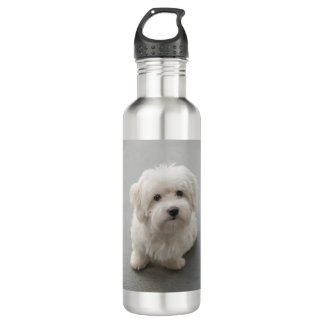 Maisie Coton de Tulear Puppy Waterfles