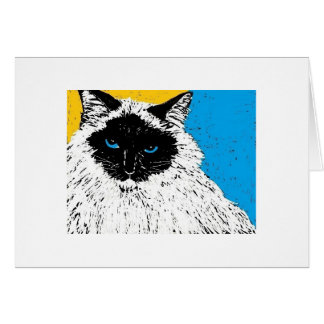 maisie le chat de ragdoll