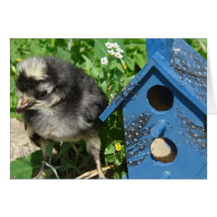Maison d'oiseau de poux et de médias mixtes