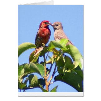 Maison Finch Couple